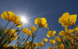 Ray D. Teal obituary photo