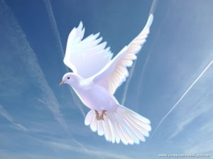 Neil A. Shurtz obituary photo